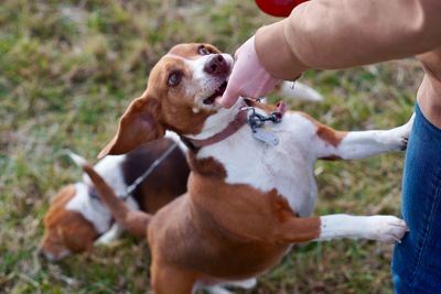 Man playing with dog on field