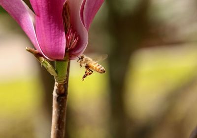 Close-up of insect on flower against blurred background