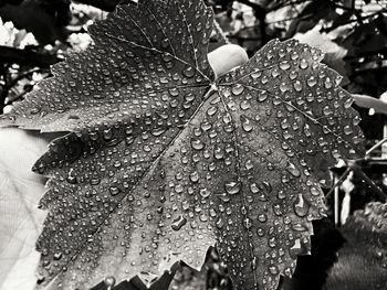 Close-up of raindrops on leaves