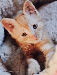 Close-up portrait of kitten on footpath