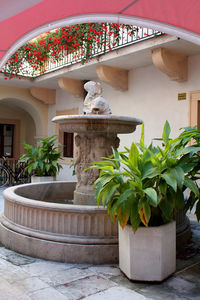 Potted plants in front of building