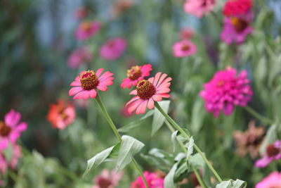 Close-up of pink flowering plants