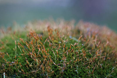 Close-up of crops on field