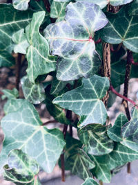 High angle view of plant growing on field