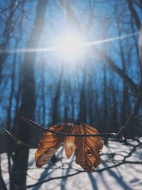 Close-up of autumn leaf on snow