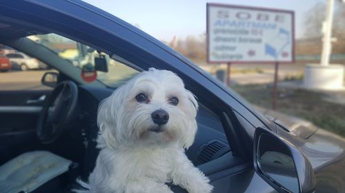 Portrait of dog in car