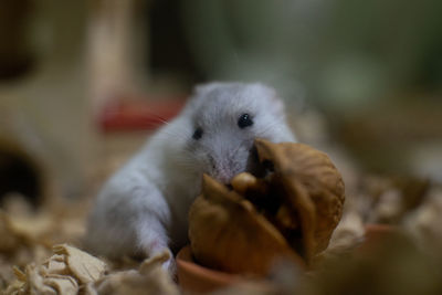 Close-up of a eating food