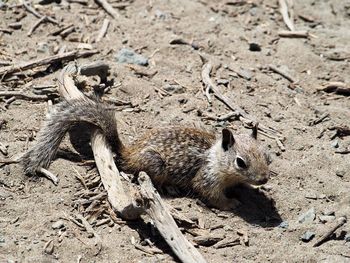 High angle view of squirrel on land