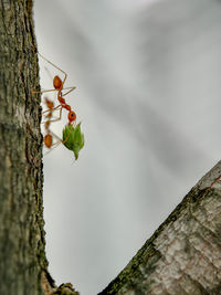 Close-up of insect on tree trunk
