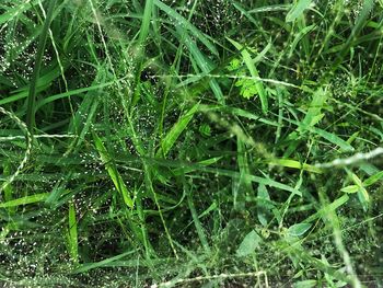 Full frame shot of wet grass on field