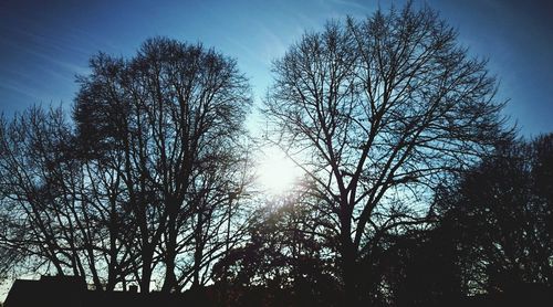 Low angle view of bare trees against sky