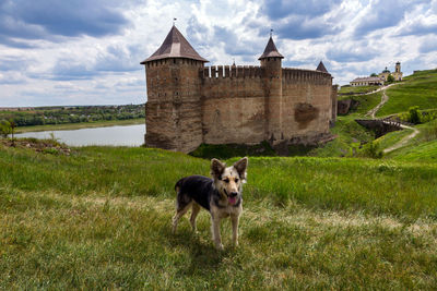 Dog on field against castle against sky