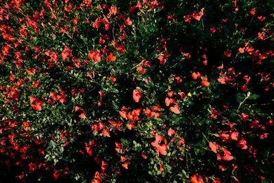 Close-up of red flowers