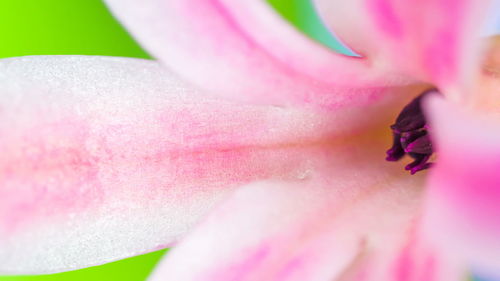 Macro shot of pink flower petal