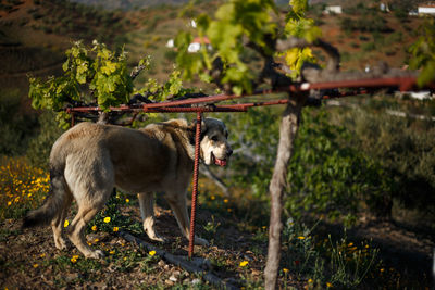 View of dog standing on field