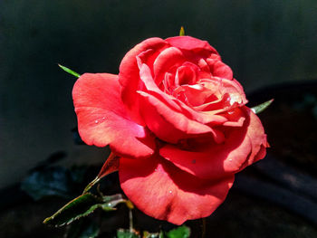 Close-up of red rose