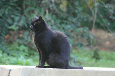 Black cat looking away