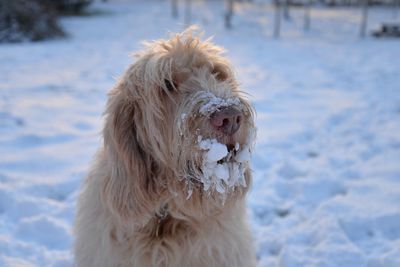 Close-up of a dog on snow field