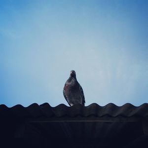 Low angle view of bird perching against clear sky