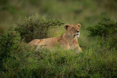 Lioness lies in long grass among bushes