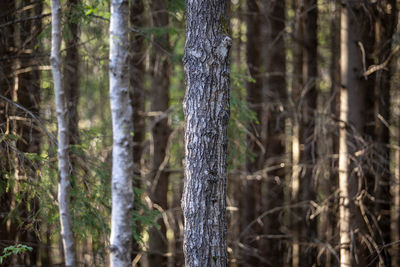 Close-up of tree trunk in forest