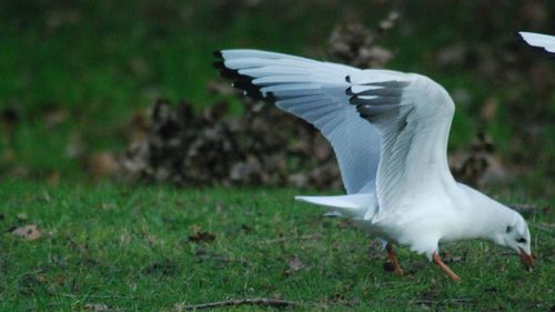 Seagull flying over a field