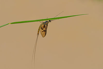 Close-up of insect on leaf against blurred background