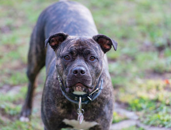 Portrait of dog on field