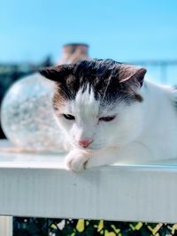 Close-up of a cat