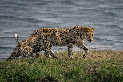 Cheetah on field