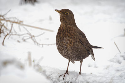 Close-up of bird perching on snow covered land