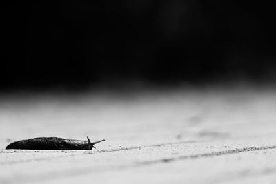 Close-up of snail on field