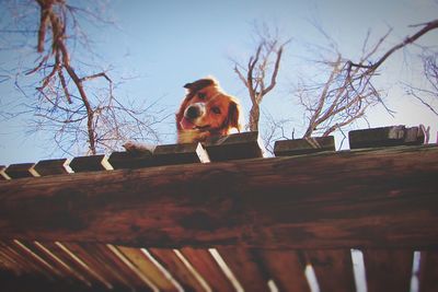 Low angle view of dog on wood against sky
