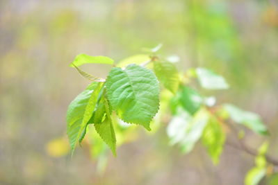 Close-up of green leaves