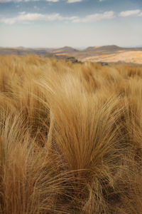 Close-up of wheat field against sky with beautiful colors.