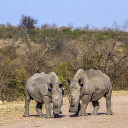 Elephant in a field