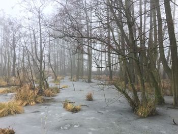 Bare trees on snow covered landscape