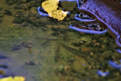 High angle view of fish in puddle