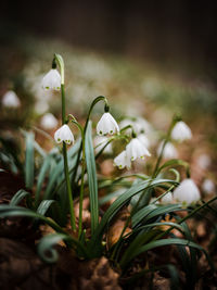 Close-up of white flowers