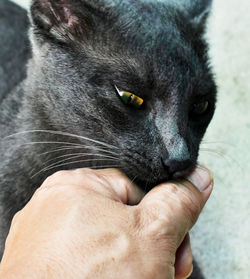 Yellow eyed black cat playing owner hand on blurred background