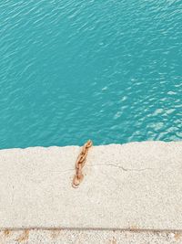 High angle view of person swimming in pool