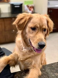 Close-up portrait of dog sitting at home
