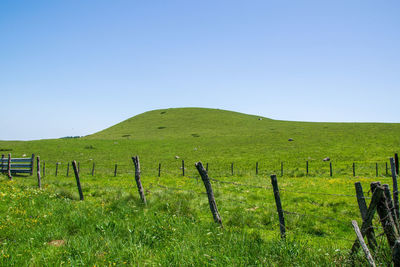 Scenic view of grassy field against clear sky