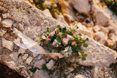 High angle view of flowering plant on rock