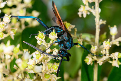 Close-up of butterfly pollinating on flower