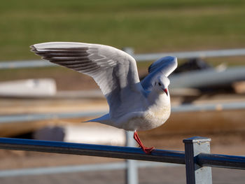 Close-up of seagull on railing