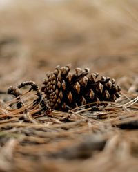 Close-up of pine cone on field