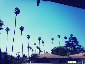 Low angle view of palm trees against blue sky