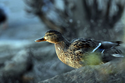 Close-up side view of a mallard duck