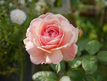 Close-up of pink rose